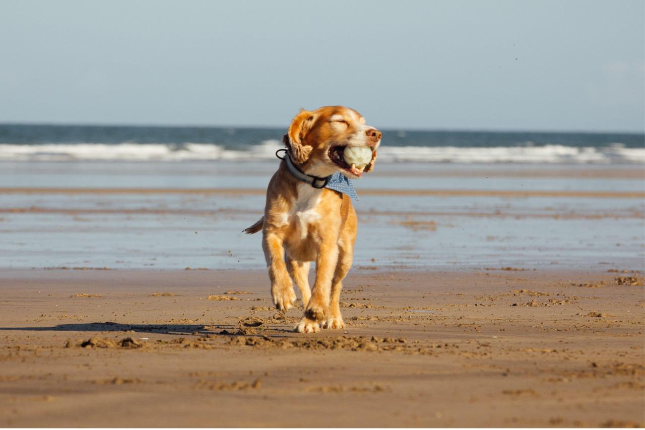 Parks friendly holiday dog