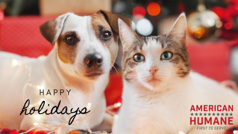 Family holidays with dogs