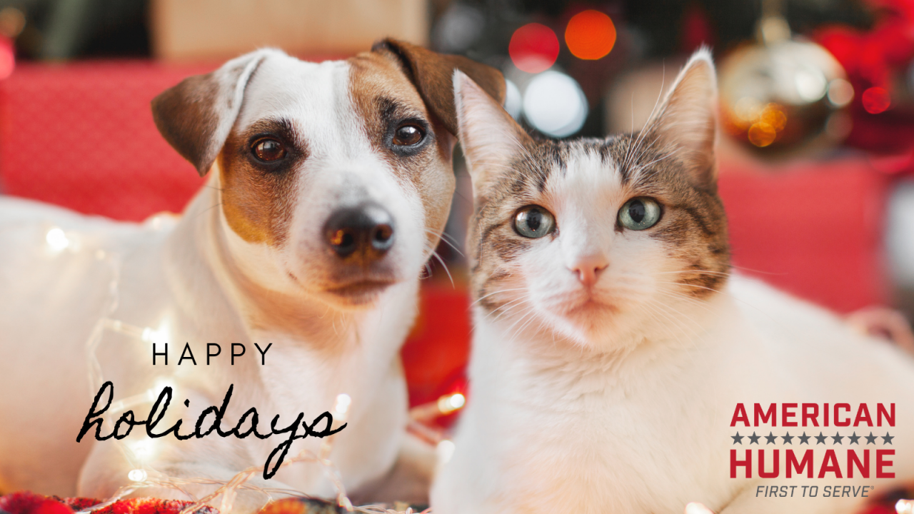 Family holidays with dogs