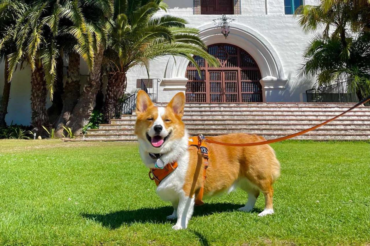 Find pet friendly hotels