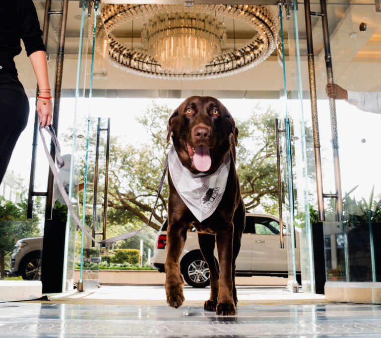 Pet-Friendly Hotels Near New River Gorge National Park