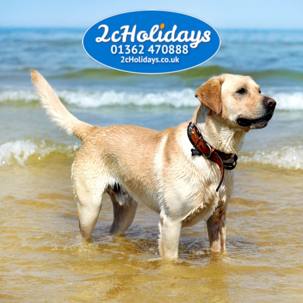 Dog friendly family breaks