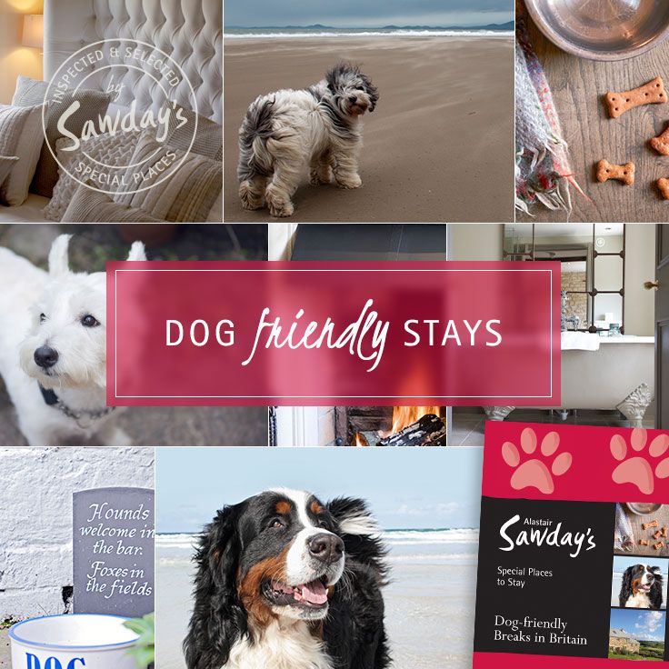 Dog holiday friendly tips sheknows